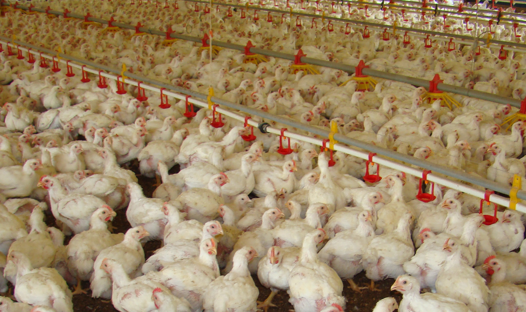 Custos de produção de suínos e frangos recuam