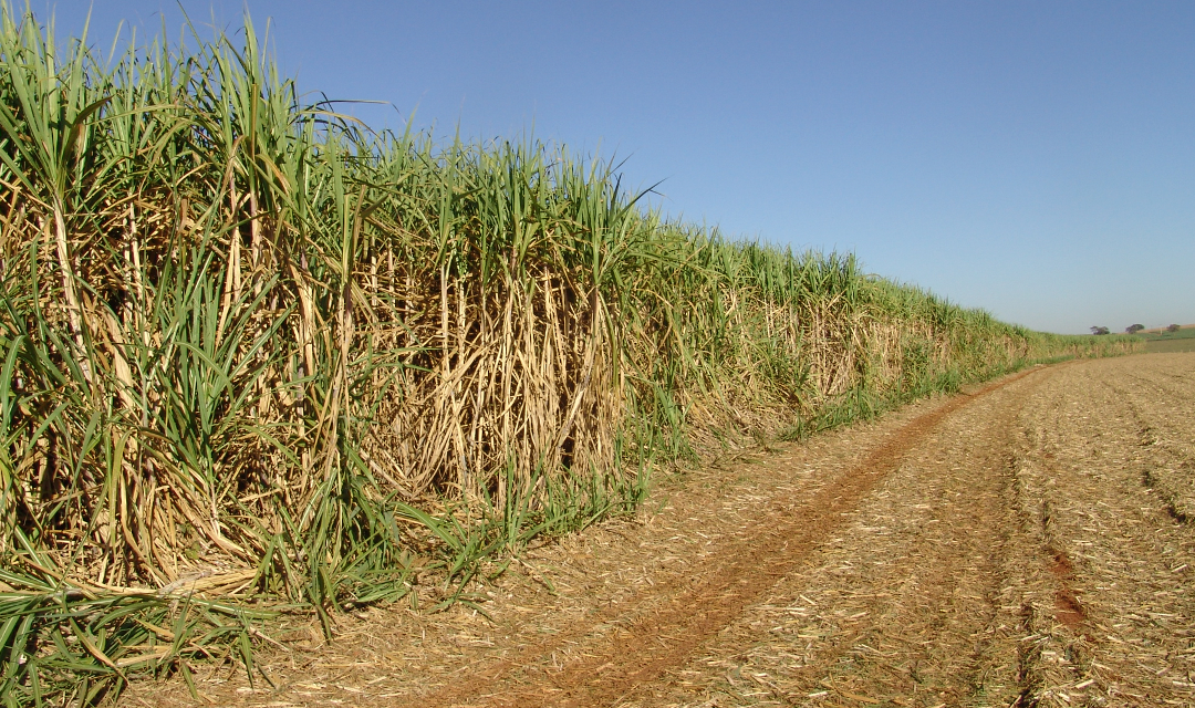 Conab reduz previsão de produção de açúcar e moagem de cana do Brasil