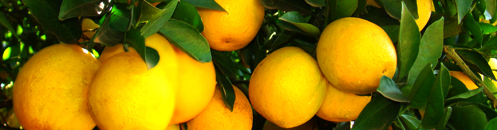 Fundecitrus estima alta de 20,53% na safra 2022/23 de laranja