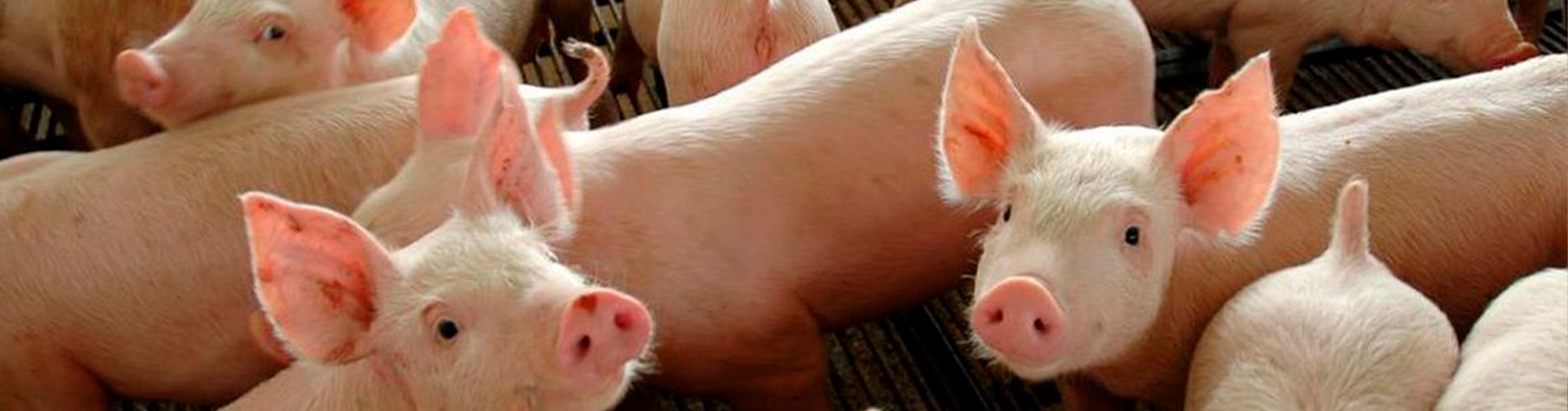 Exportações de carne suína totalizam 89,7 mil toneladas em abril