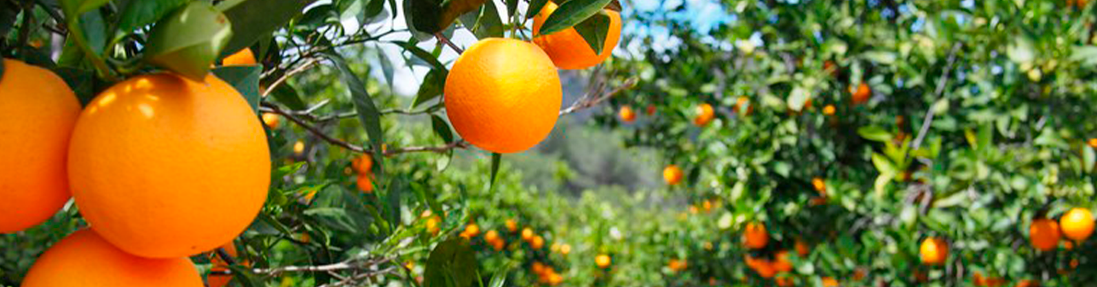 Citros/Cepea: Clima limita demanda; preço da laranja recua