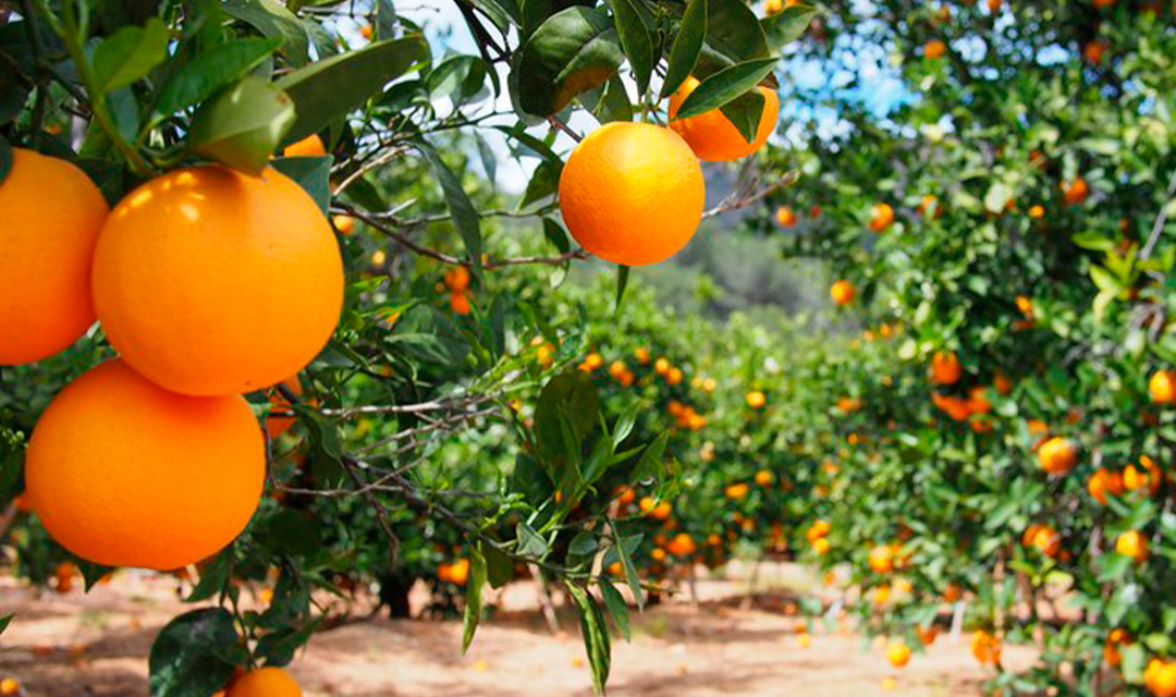 Citros/Cepea: Clima limita demanda; preço da laranja recua