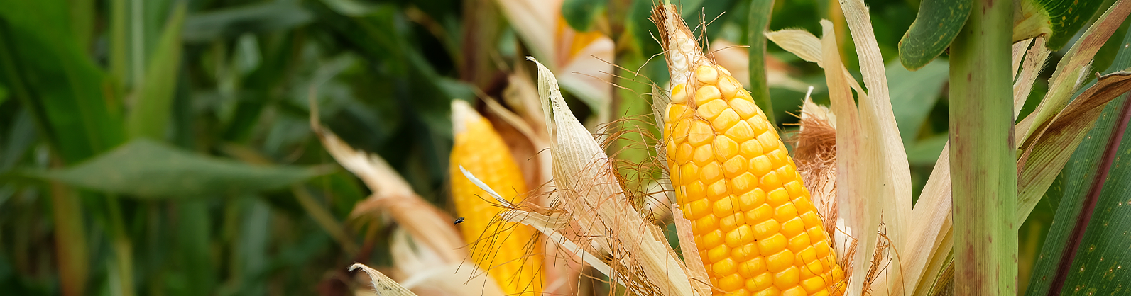 Mesmo com seca, milho 2ª safra apresenta bom desenvolvimento, diz Conab