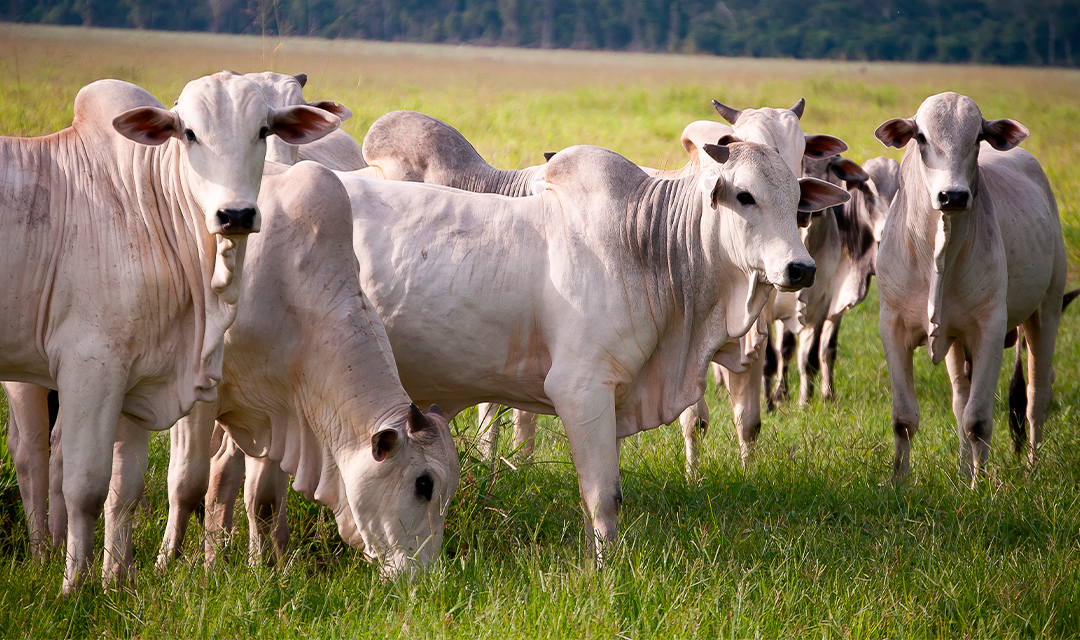 Saúde animal é essencial a sustentabilidade do planeta