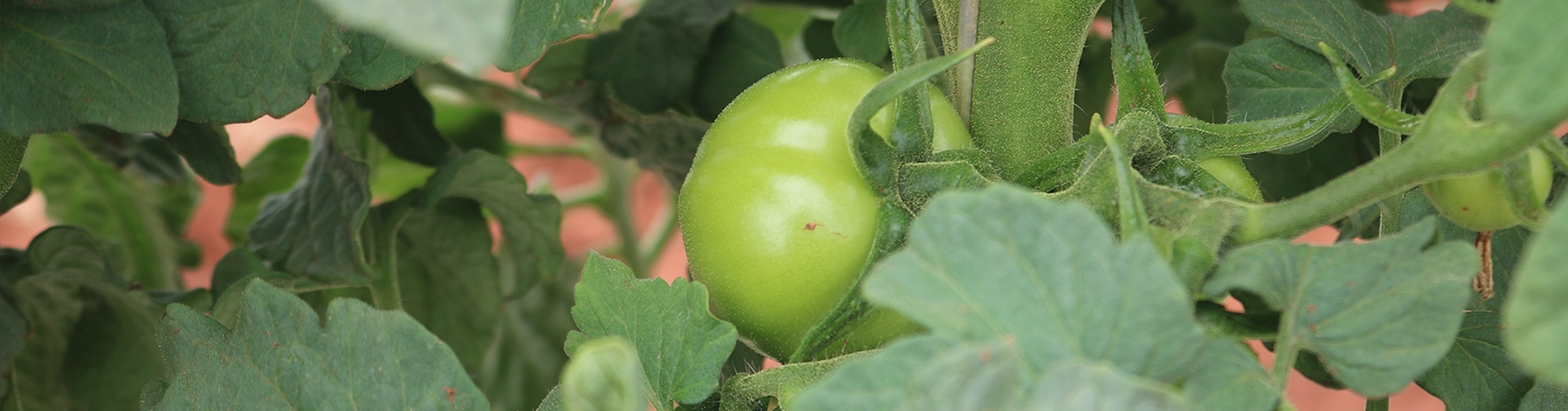 Tecnologia e cuidados garantem boa produtividade no cultivo do tomate