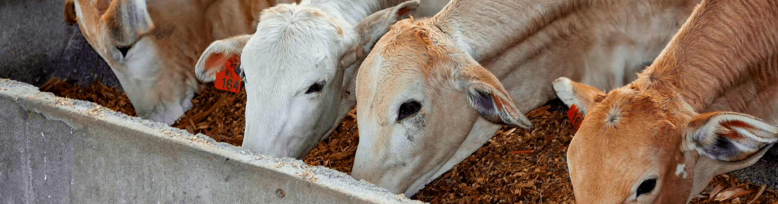 Vacinação contra a febre aftosa é prorrogada até 17 de dezembro