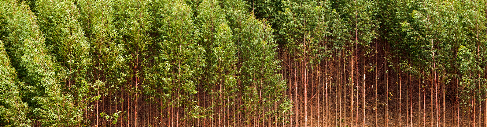 CNA apresenta panorama do setor florestal em congresso online