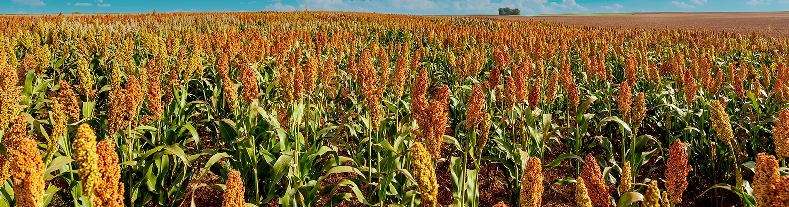 Diante da seca, produtor investe no cultivo de sorgo para manter rentabilidade