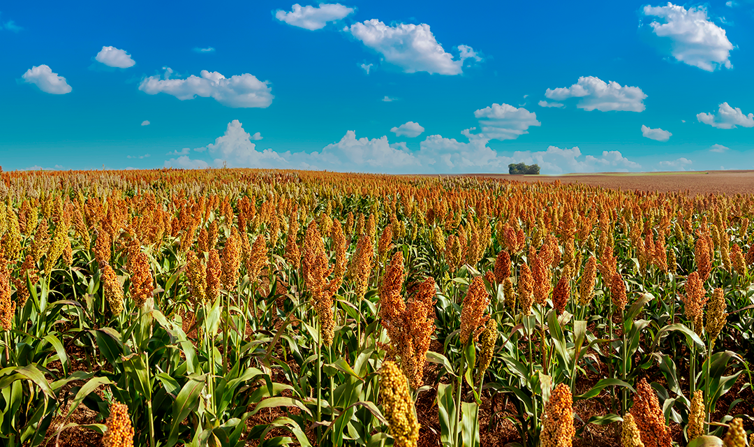 Expansão do plantio de sorgo no Brasil