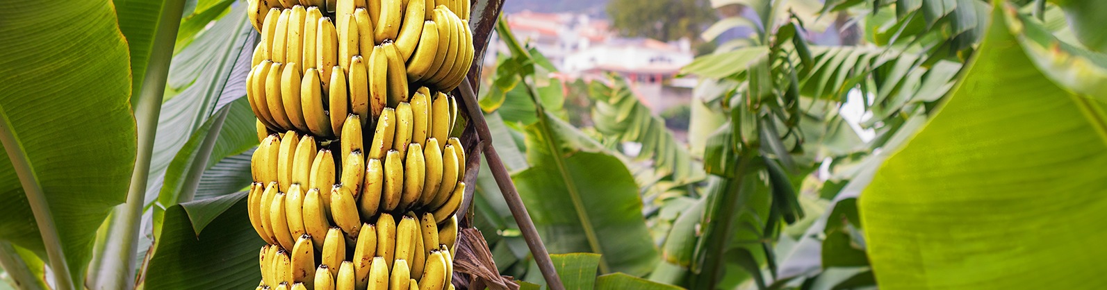 Banana: Brasil 4º maior produtor mundial da fruta