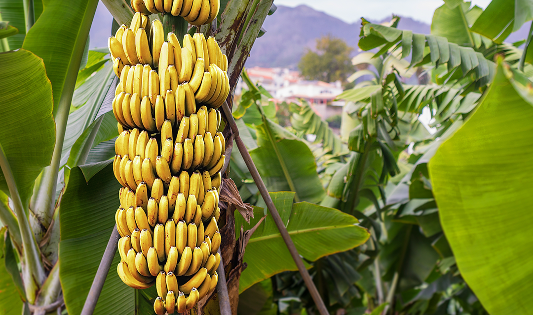 Banana Brasil - Eventos