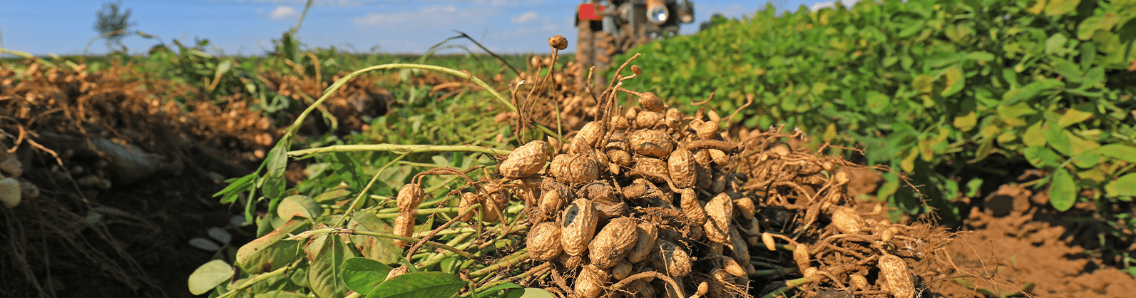 Produção de amendoim cresce mais de 100% nos últimos 8 anos