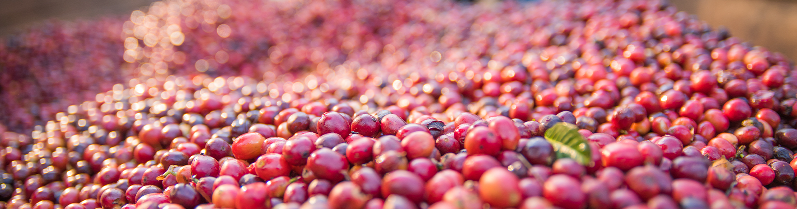 Seguro cafezal: Proteção para a plantação, tranquilidade para o produtor