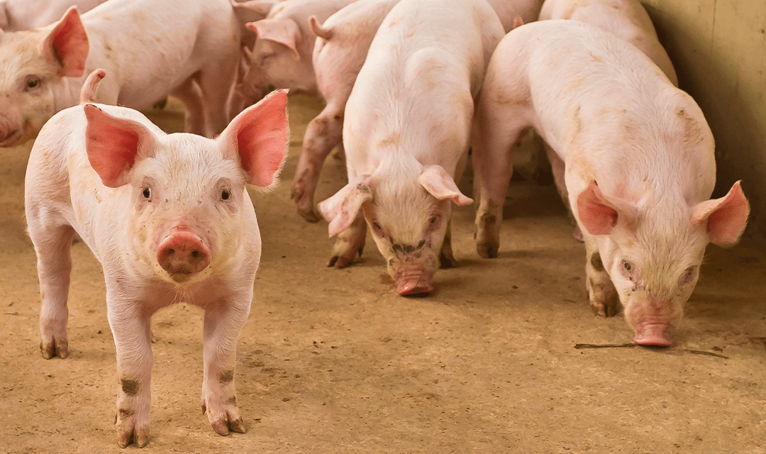 Exportações de carne suína superam 100 mil toneladas em dezembro