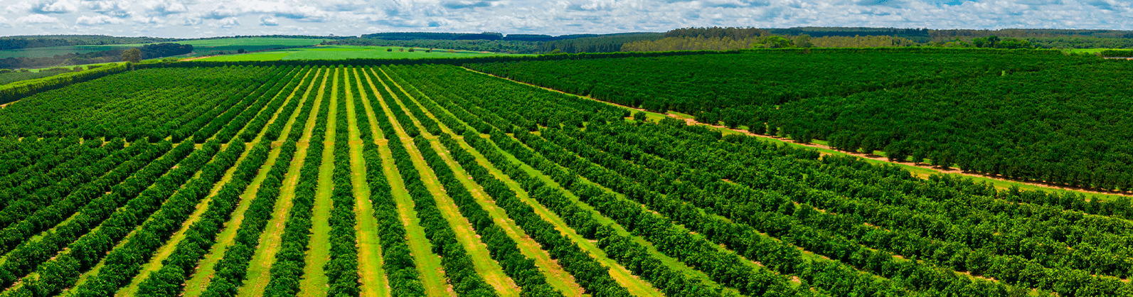 Valor da Produção Agropecuária de 2022 está estimado em R$1,185 tri