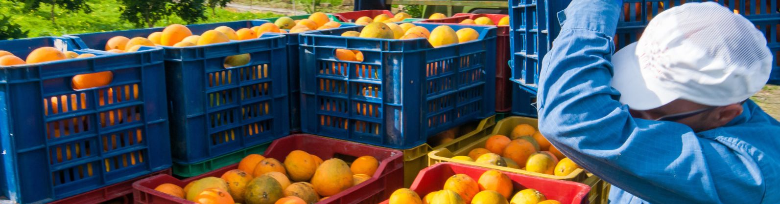 Exportações de suco de laranja registram alta