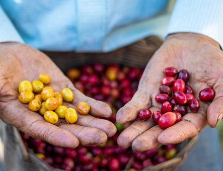 Café arábica: safra pode atingir até 41,3 milhões de sacas