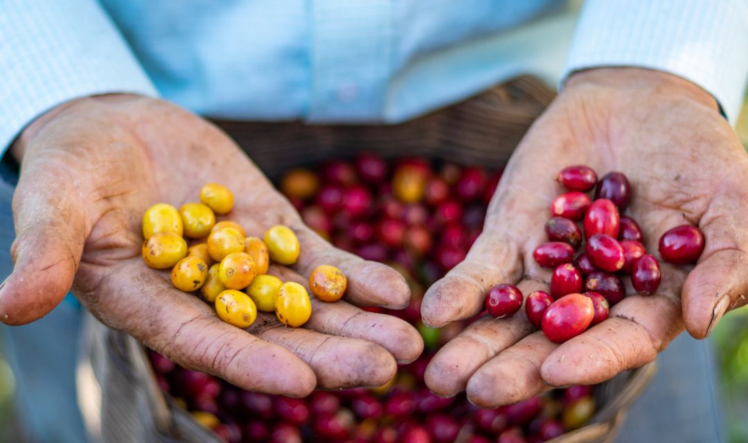 Brasil já exportou 2,843 milhões de sacas de café