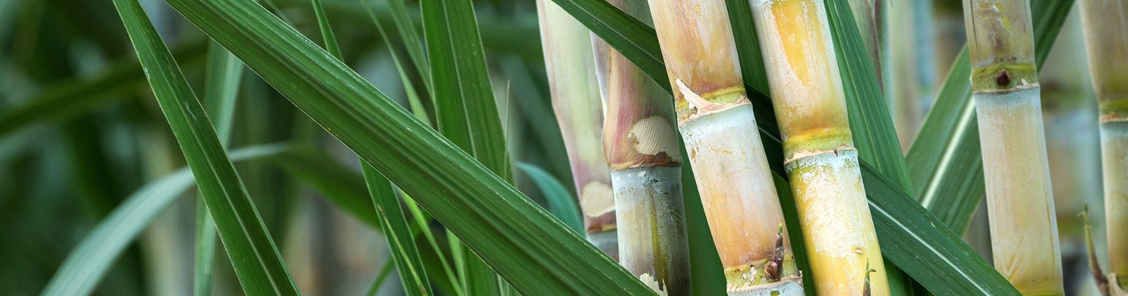 Produção paulista de cana-de-açúcar é estimada em 308 milhões de toneladas