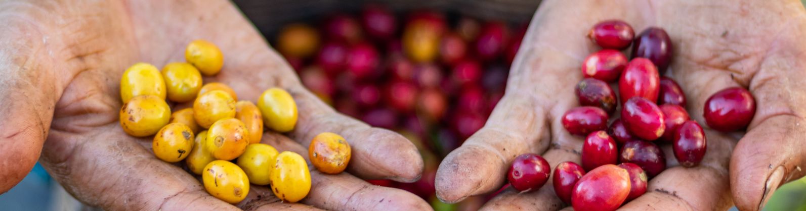 Brasil já exportou 2,843 milhões de sacas de café