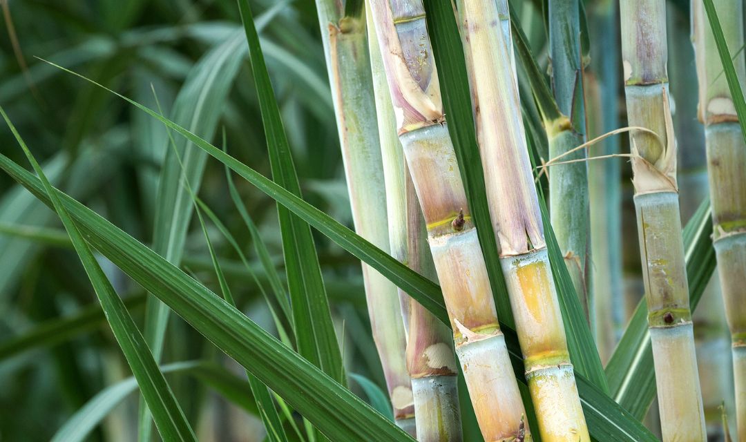 Produção paulista de cana-de-açúcar é estimada em 308 milhões de toneladas