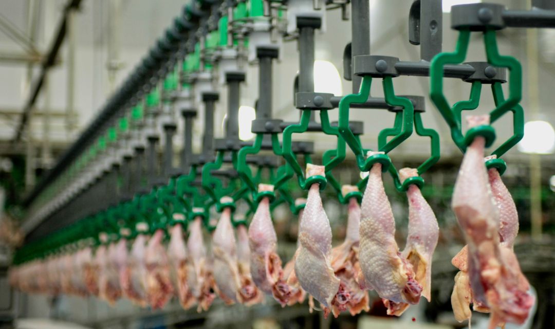 Exportações de carne de frango crescem 20,6% em janeiro