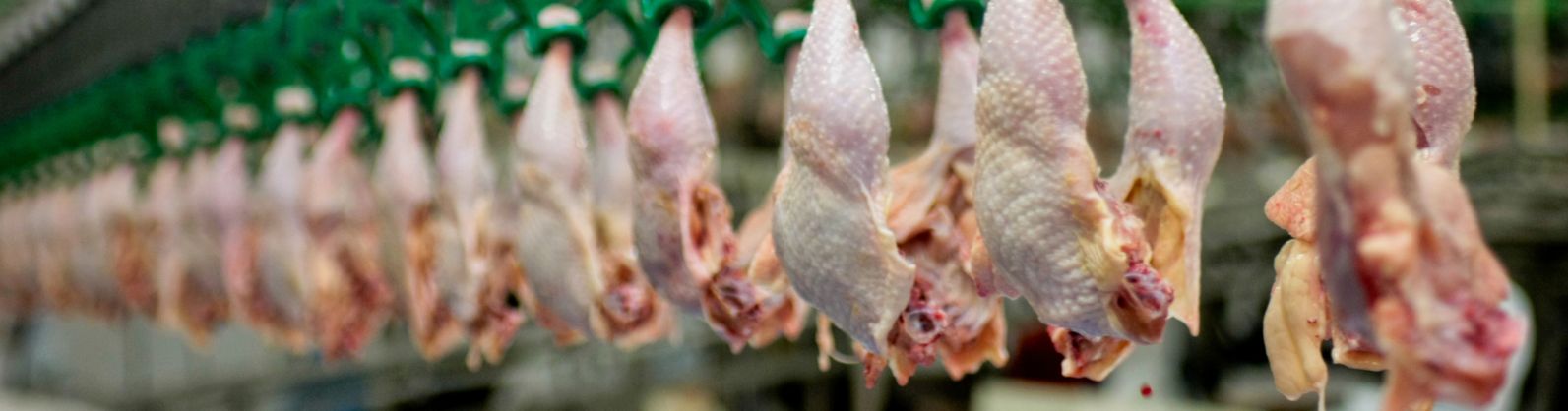 Exportações de carne de frango crescem 20,6% em janeiro