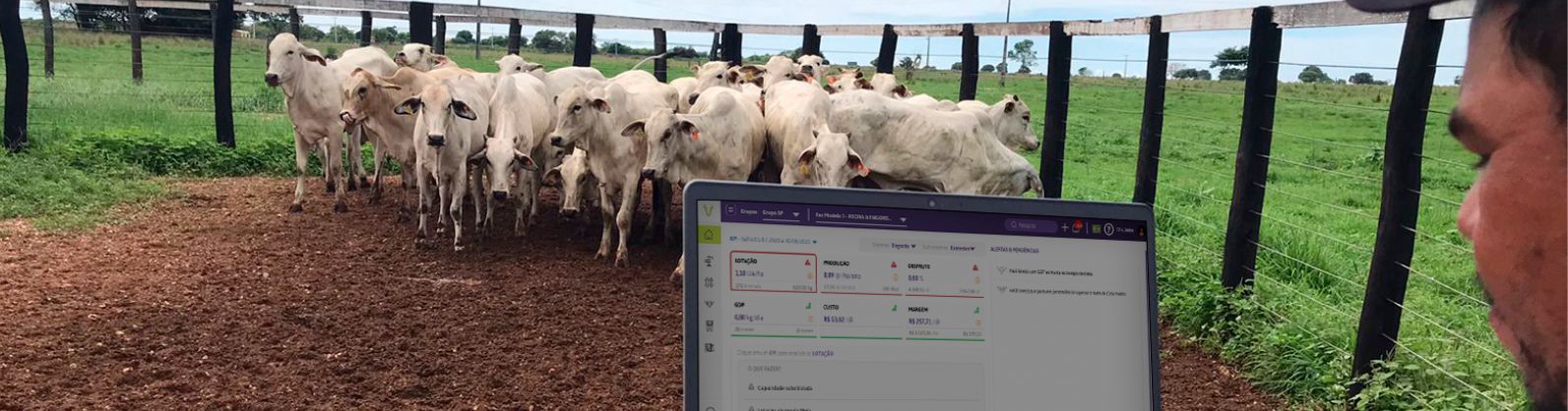 Coopercitrus e BovExo formam aliança digital para gestão sustentável da pecuária