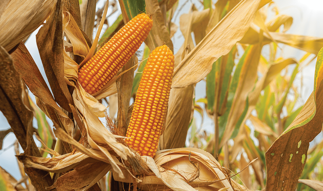 Transgenias de milho: entenda as diferentes opções do mercado