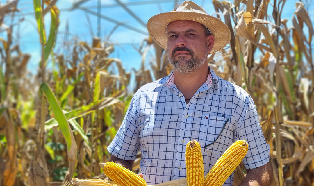 Tecnologia faz a diferença no cultivo de milho